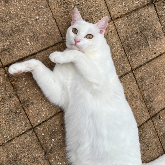  Snow cat lost 29 jan
